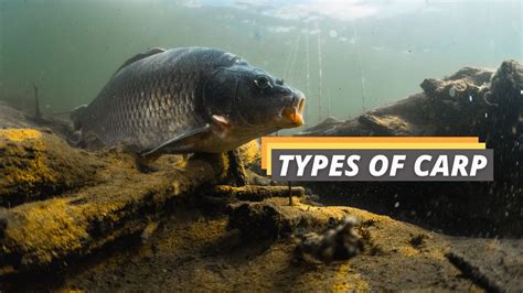 red carp fish|Different Types of Carp and How to Tell Them Apart.
